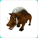 รูป Wild Boar